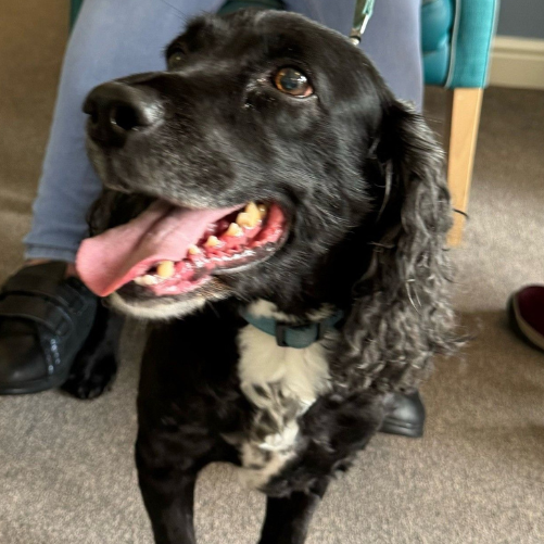 National Pet Day at Granby Rose Care Home